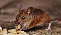 24 Hour & Emergency Exterminators in Rillito, AZ